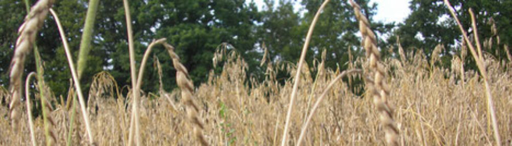 Steinbachhof.net
